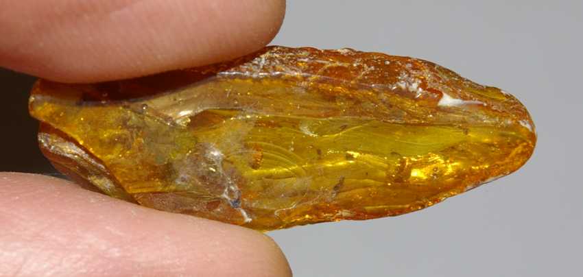 fossil plant in Baltic amber
