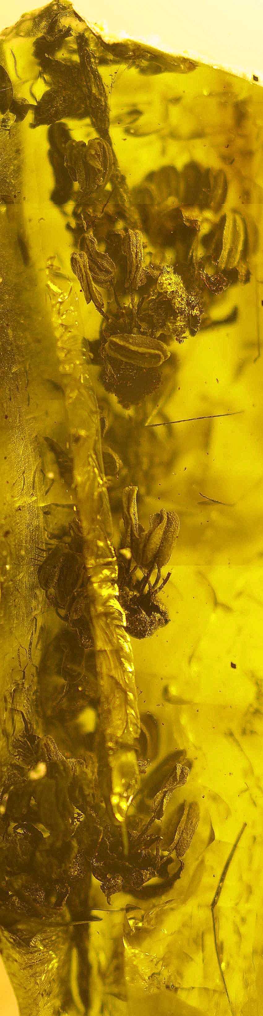 fossil flower