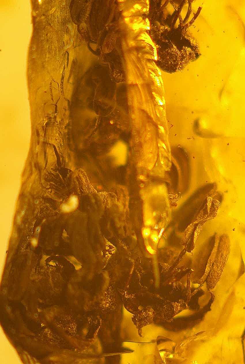 fossilien Blumen