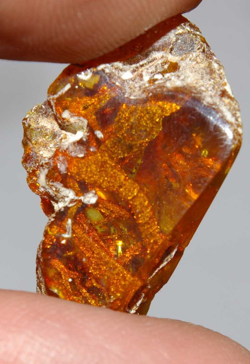 fossils plant in amber
