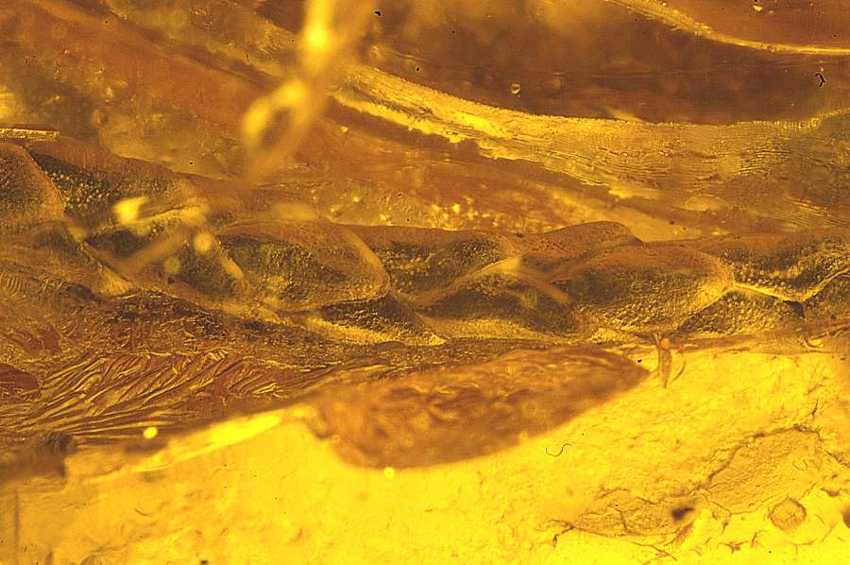 fossil twigs