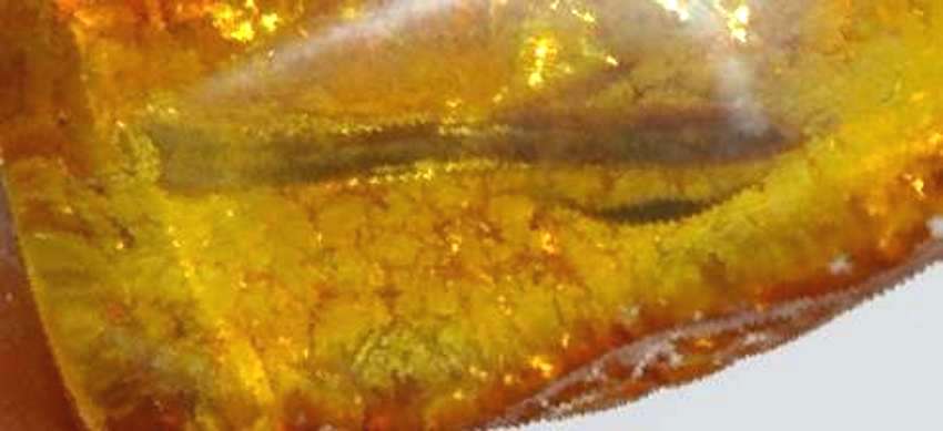 fossil leaf in amber