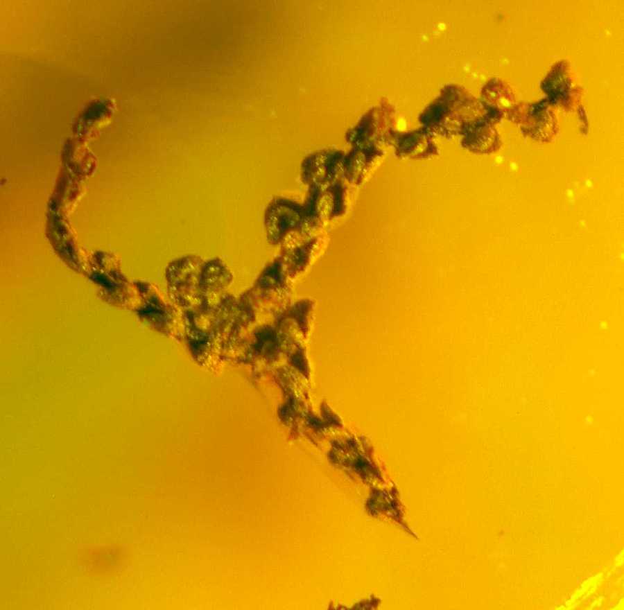 fossil Frullania