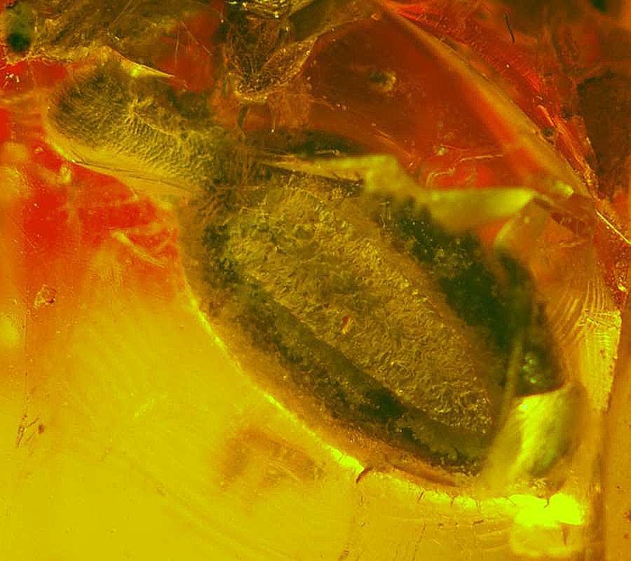 fossil plant in Baltic amber
