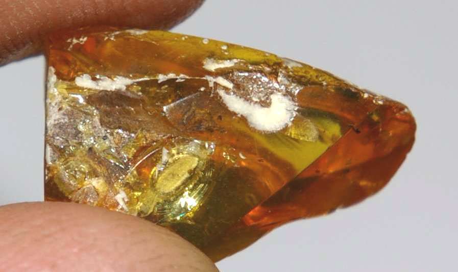 fossil plant in Baltic amber