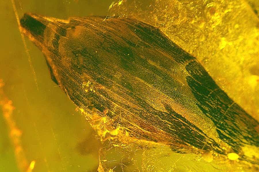 fossil plant in Baltic amber