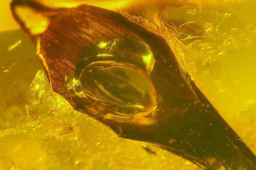 fossil plant in Baltic amber