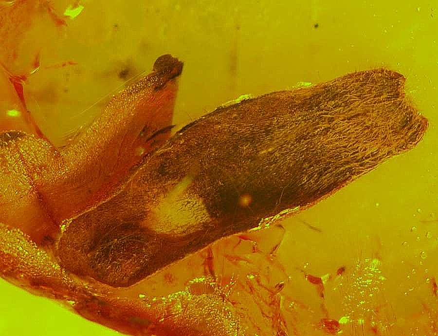 fossil plant in Baltic amber