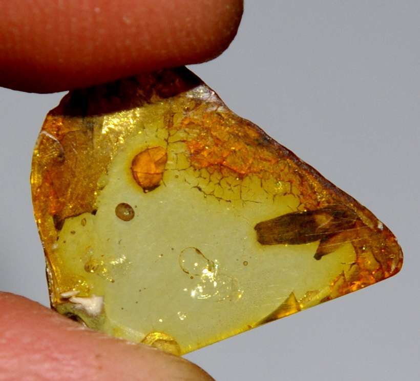 fossil plant in Baltic amber