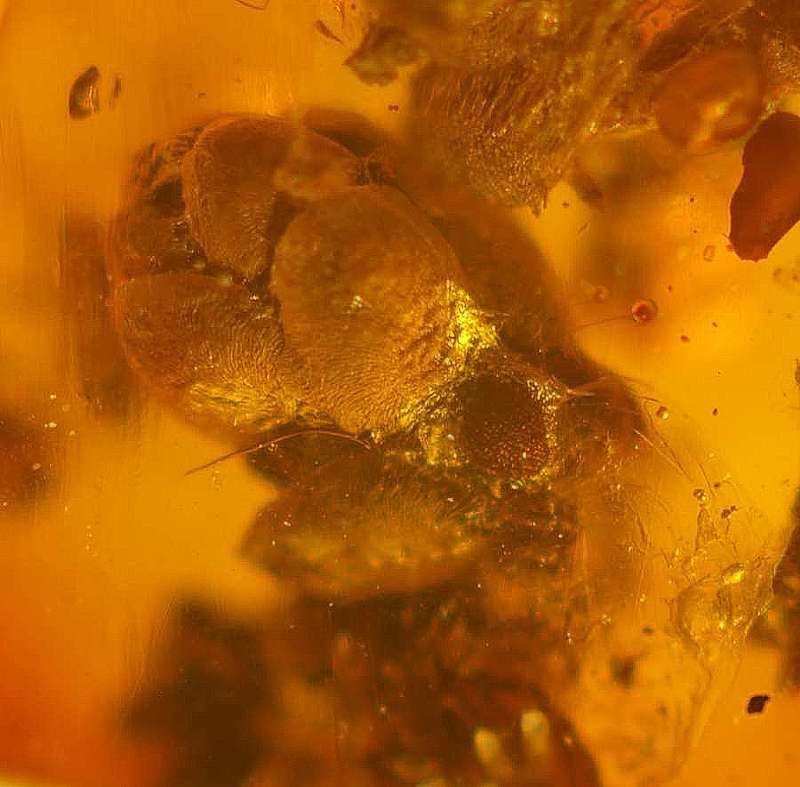 fossil cone in Baltic amber