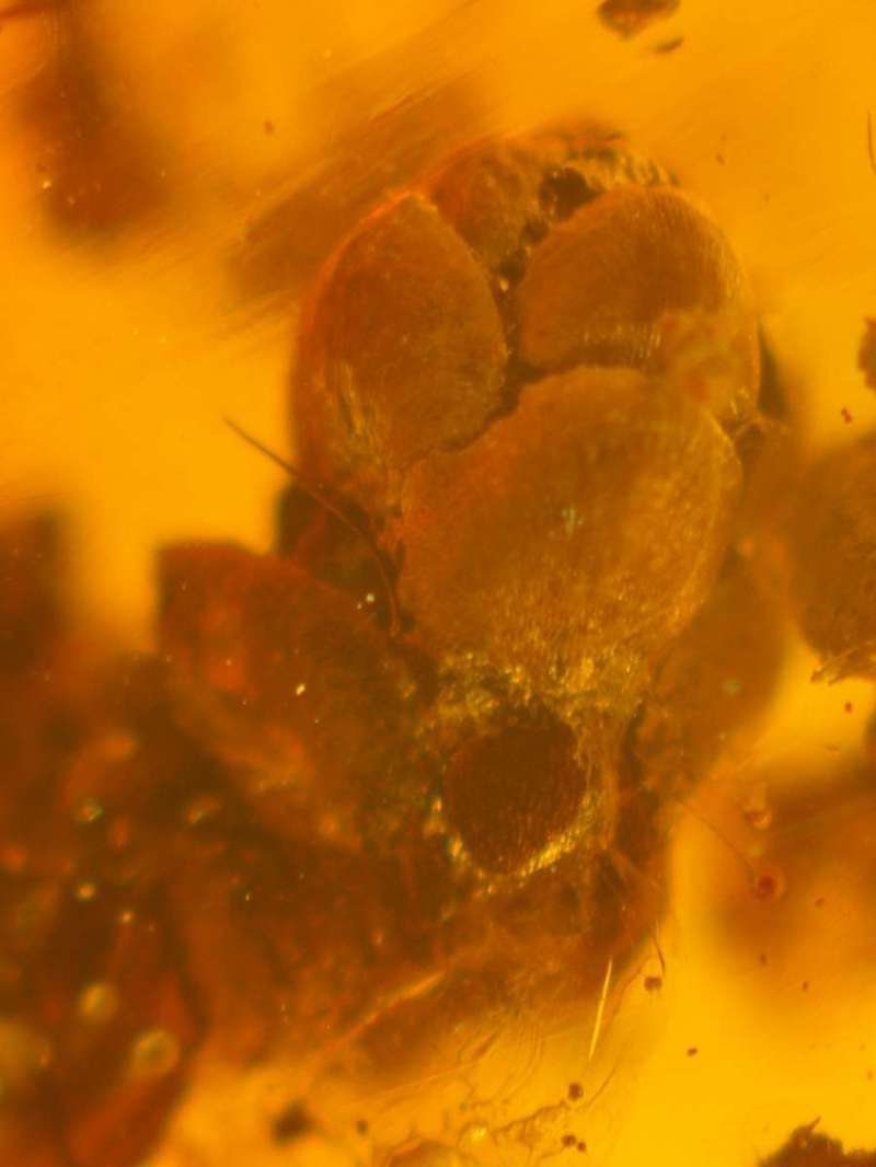 fossil cone in Baltic amber