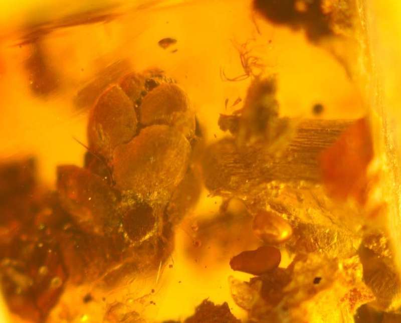 fossil cone in Baltic amber