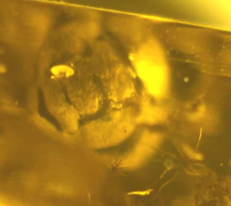 fossil cone in Baltic amber