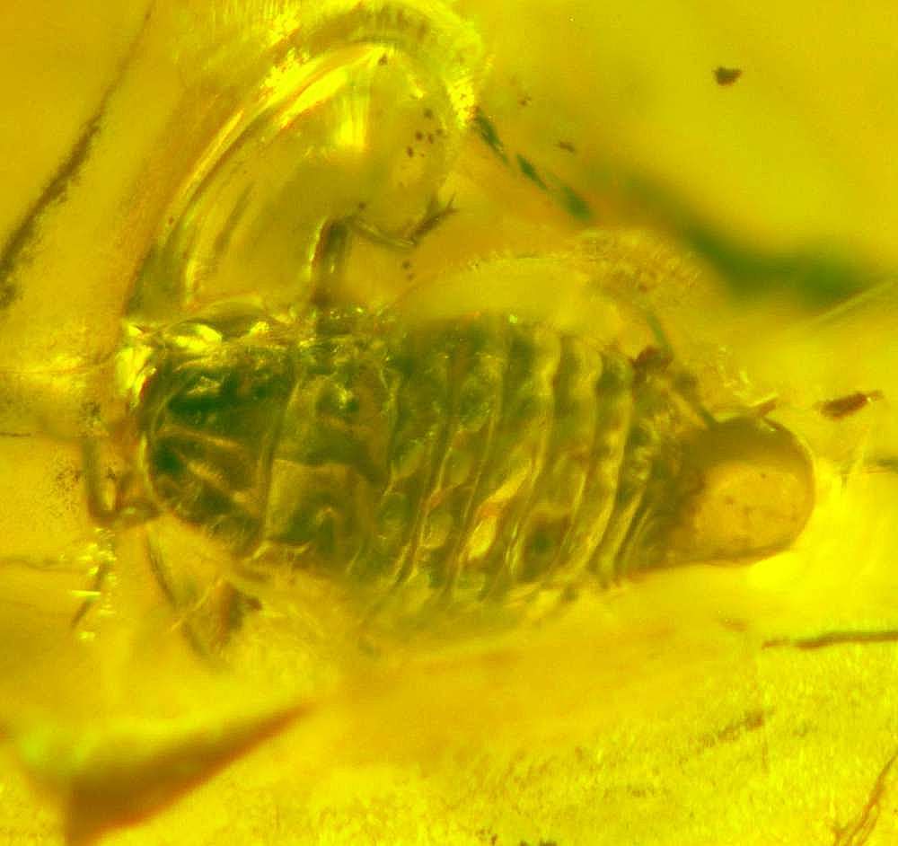 Fossile mouche en ambre