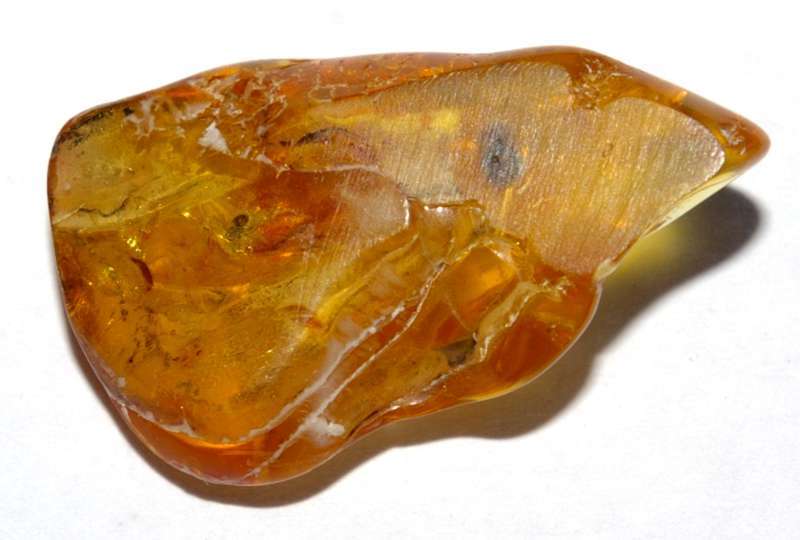 Fossile mouche en ambre