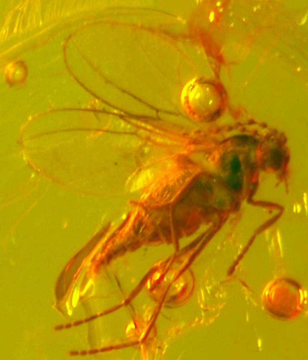 Fossile insecte en ambre
