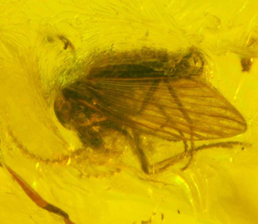  Psychodidae in amber