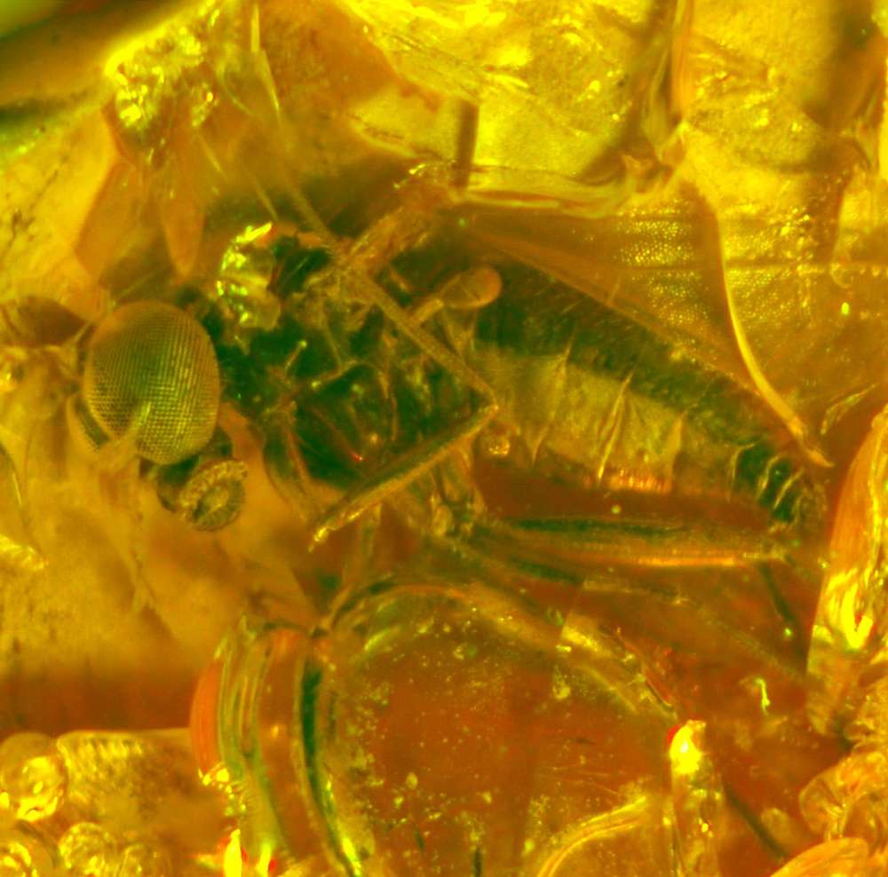 inclusion in amber Baltic 