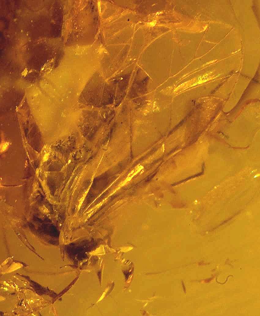 fossil Psocoptera