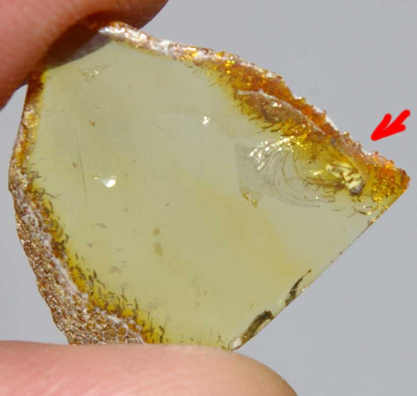 fossil Psocid in amber