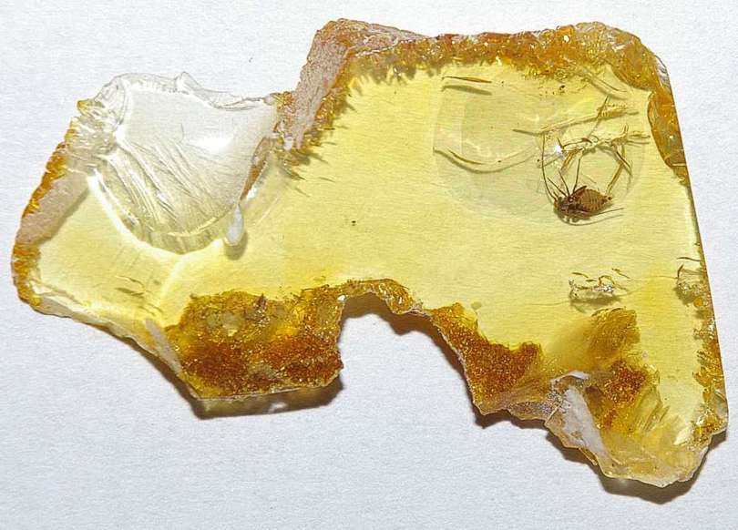 Psocid in amber.jpg