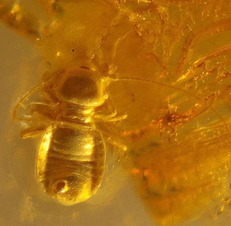 Fossil Psocid.jpg