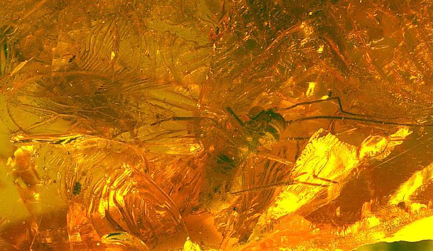 Fossil Psocid.jpg
