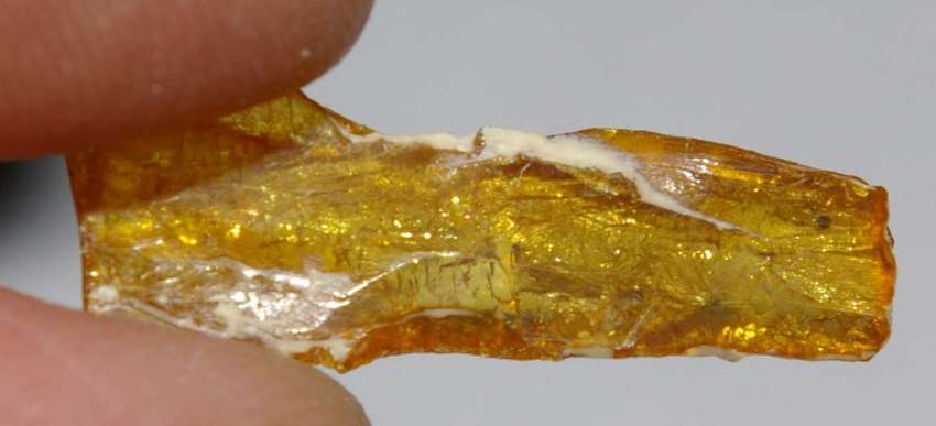 Fossil Psocid.jpg