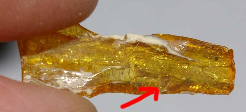 Fossil Psocid.jpg