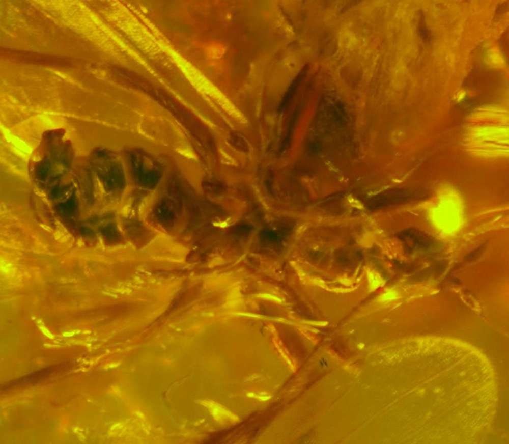 fly in Baltic amber 
