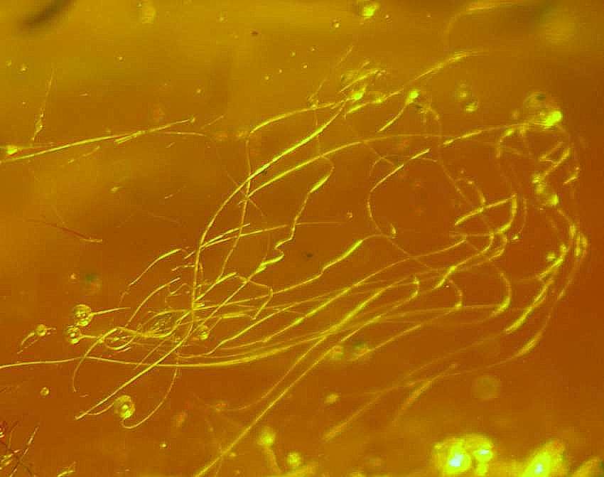 Fossil Animal's hair