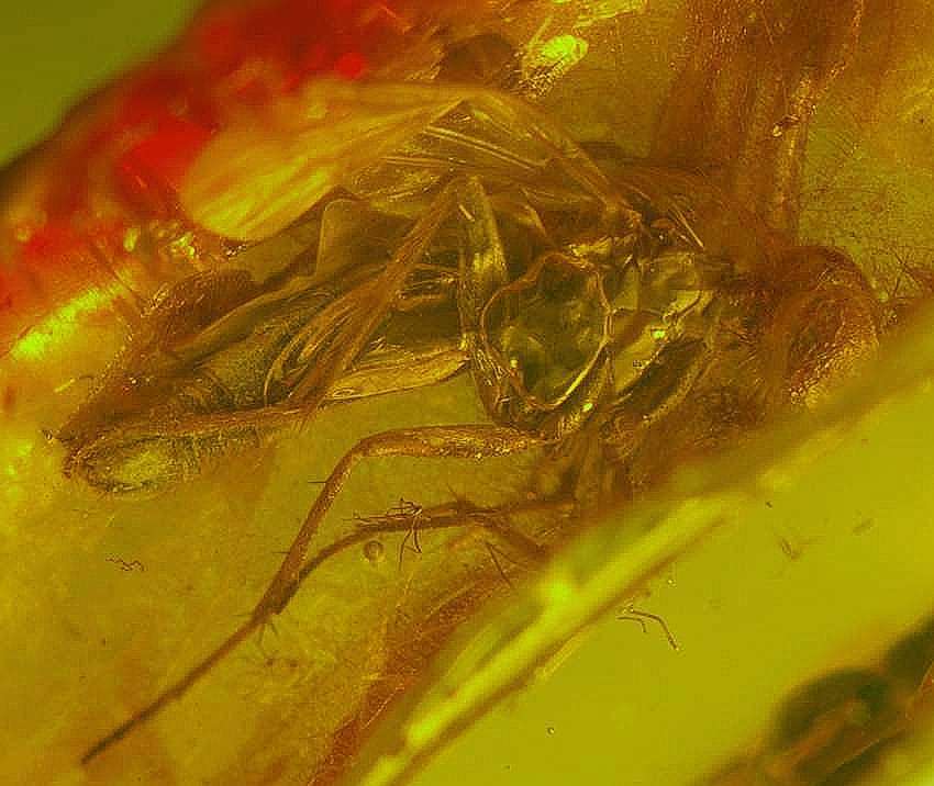 inclusion in amber