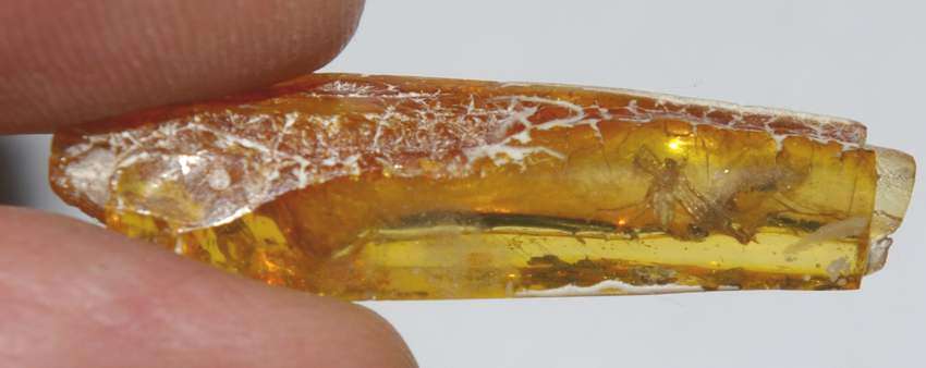 inclusion in amber