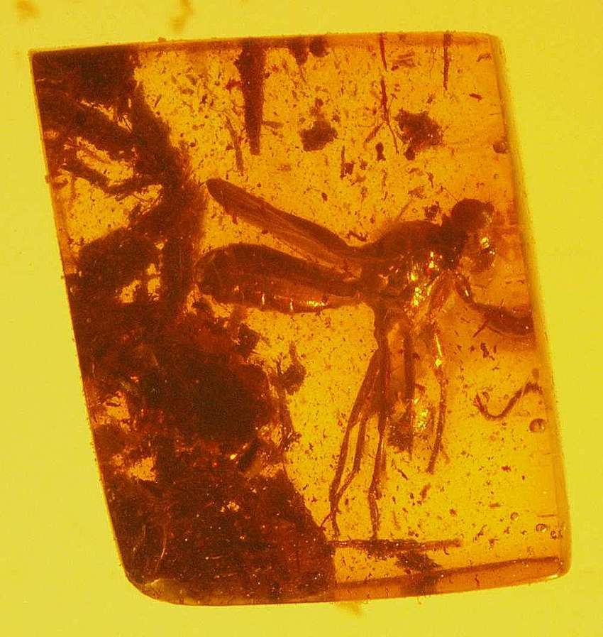 Fossil Stalk-eyed fly