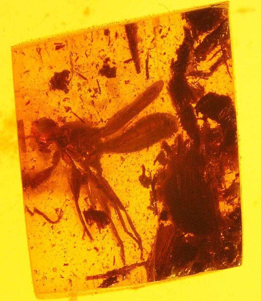 inclusion in amber Diopsidae