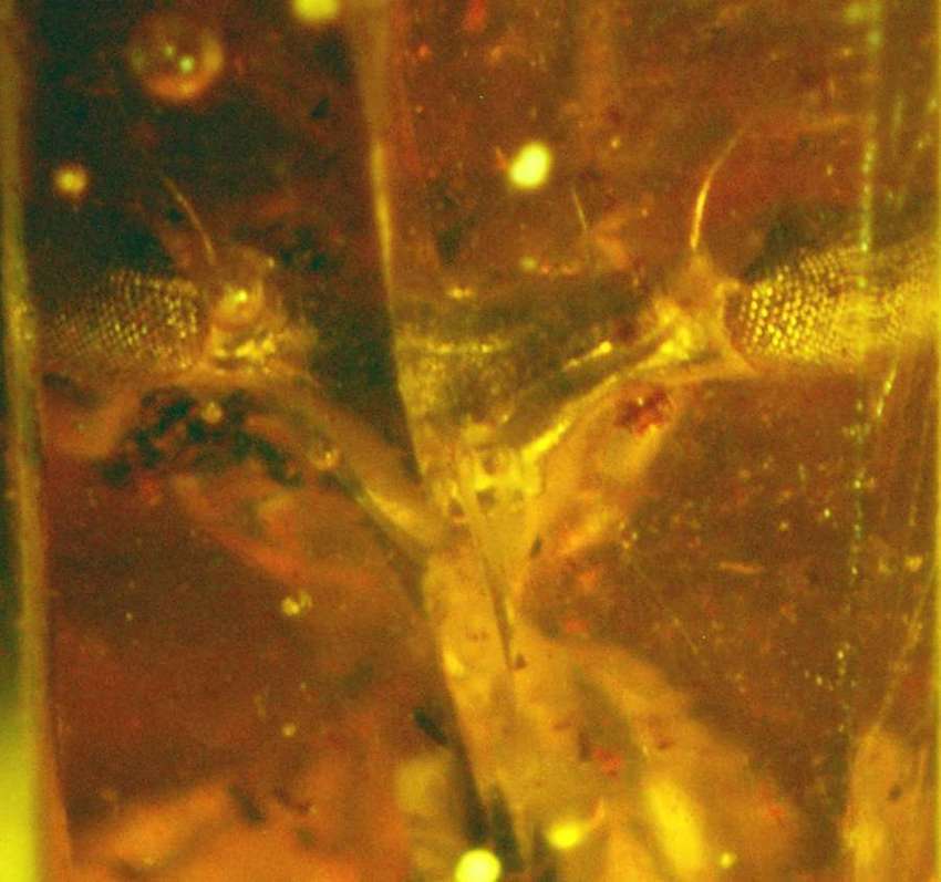 inclusion in amber