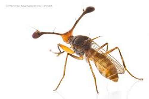 Stalk-eyed fly