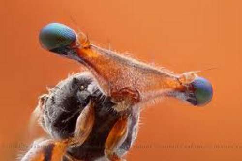 Stalk-eyed fly
