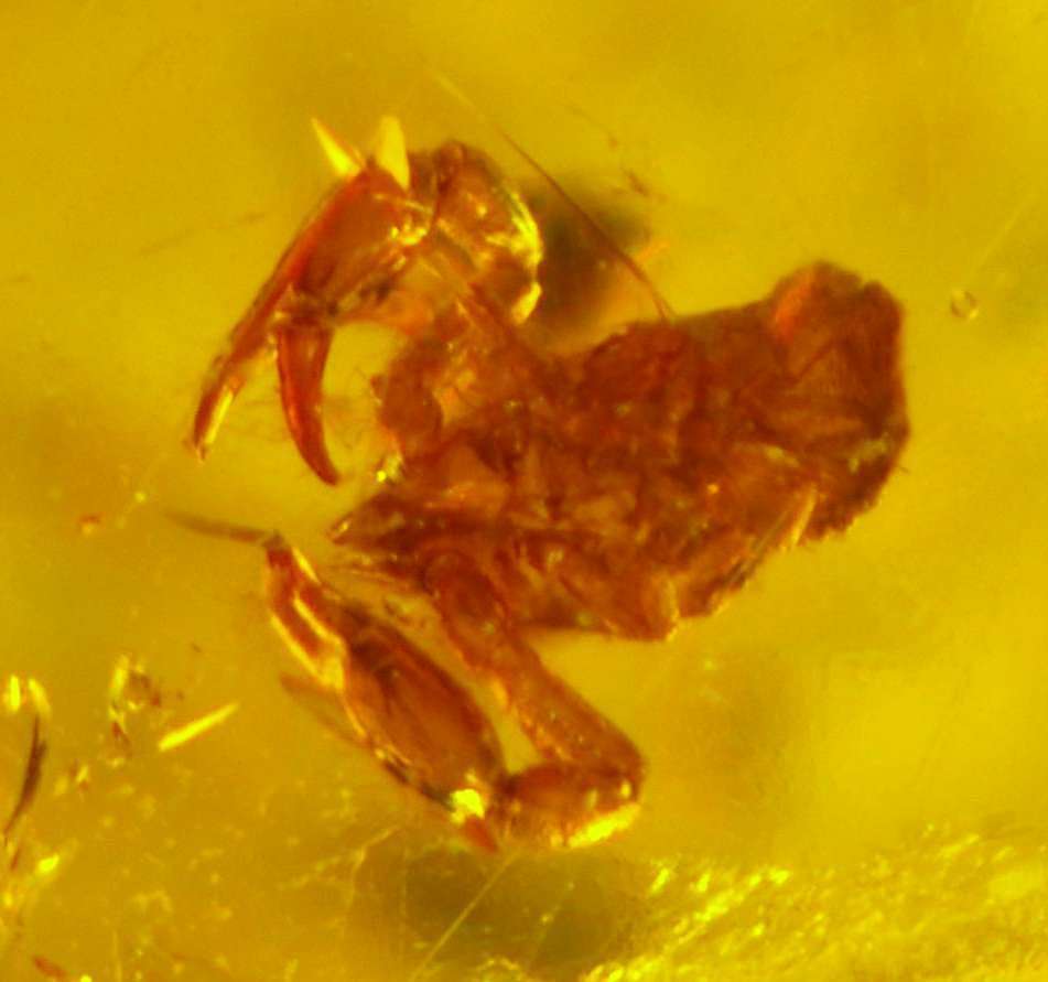fossil pseudoscorpion