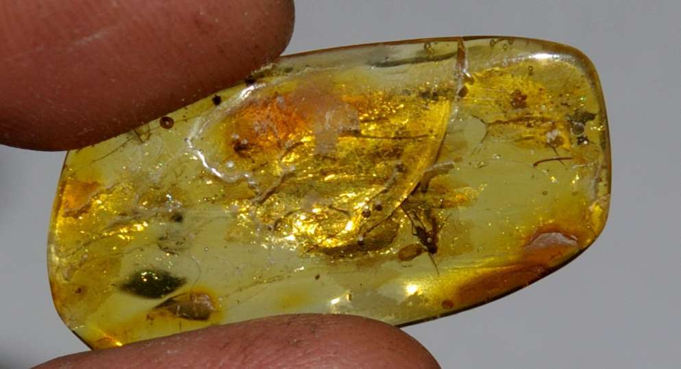 inclusions in amber, Pseudoscorpion