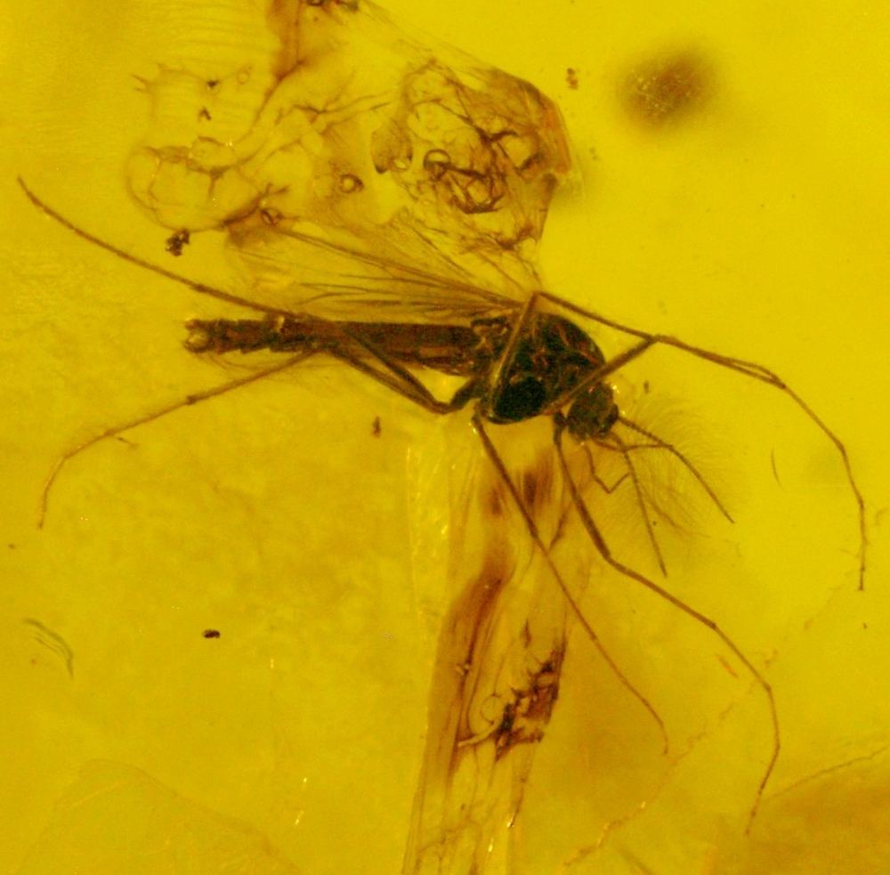 fossil Gall midge fly