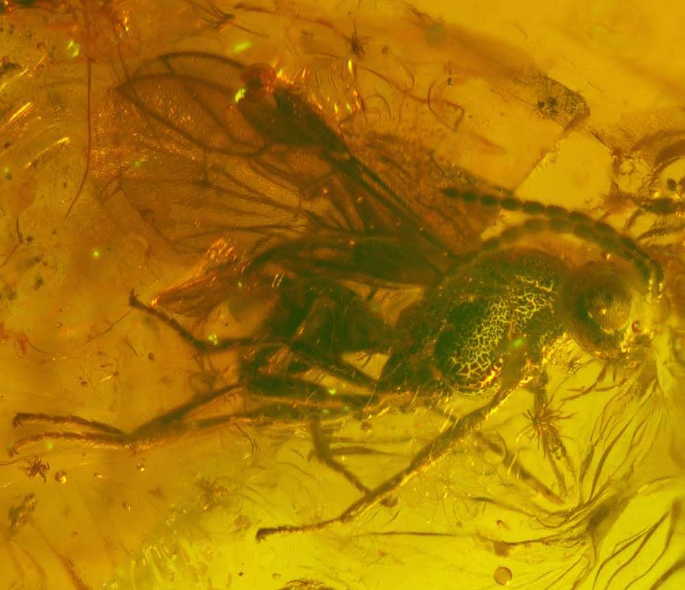 Fossil wasp