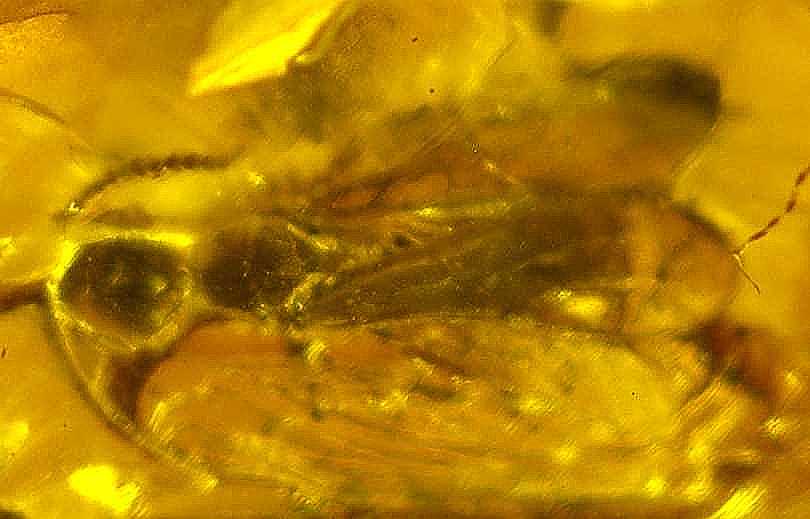 fossil wasp.jpg