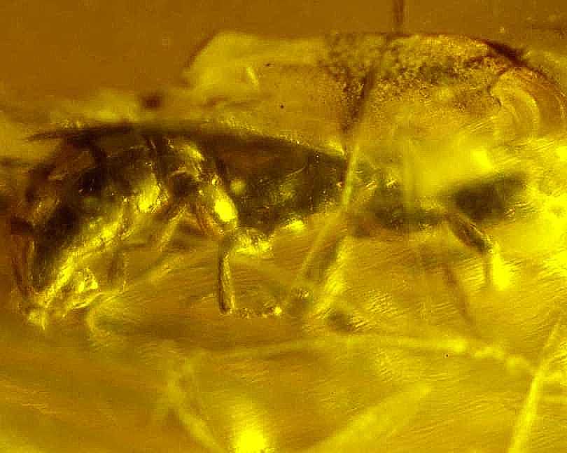 wasp in amber.jpg