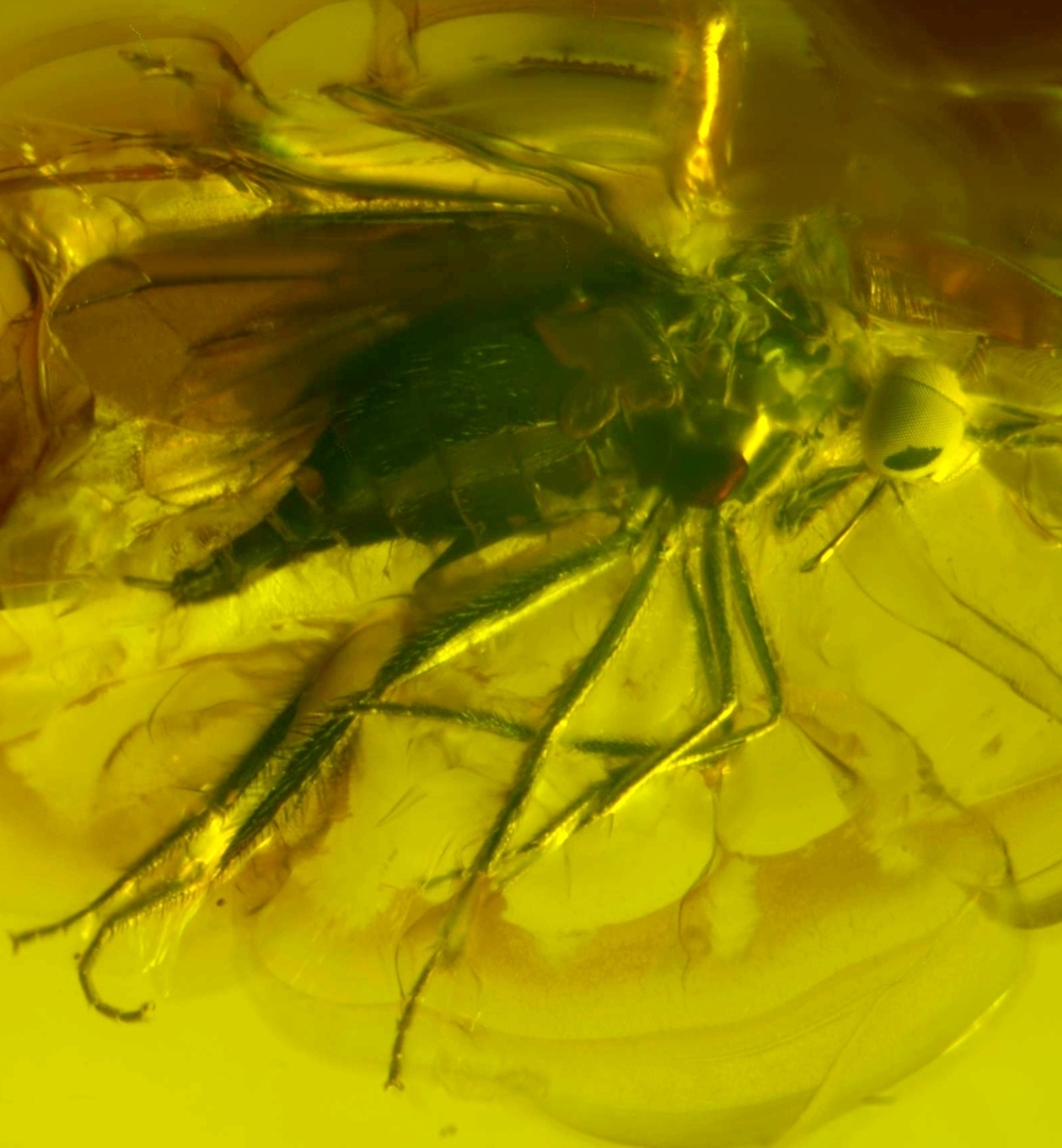  fossil Mycetophilidae