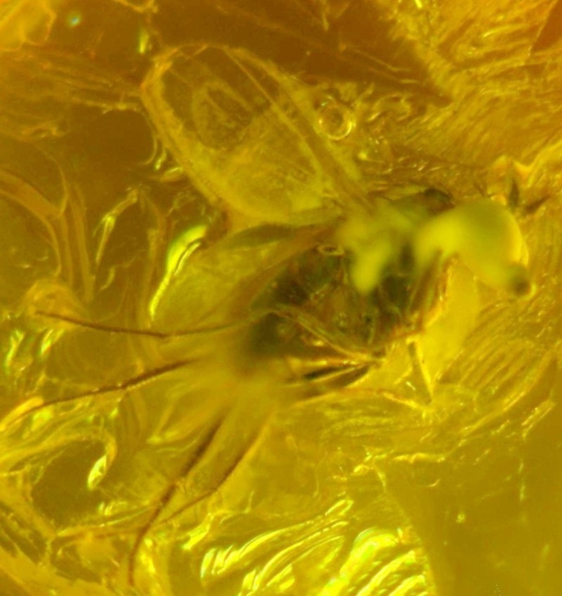 Fossil fly in Baltic amber 