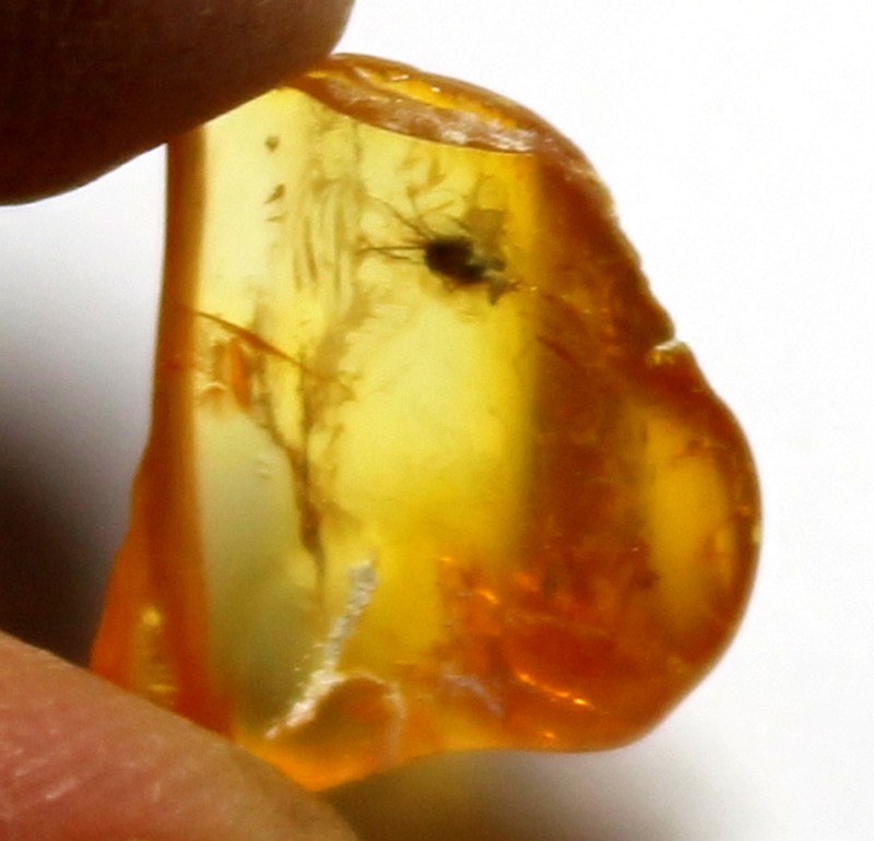 Fossil fly in Baltic amber 