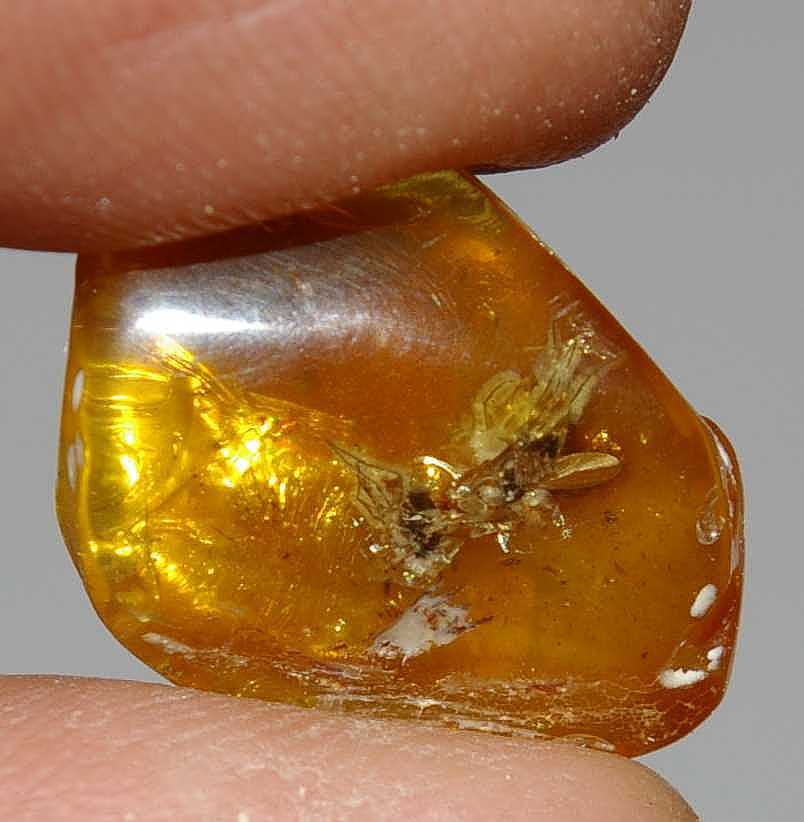 fossil in Baltic amber