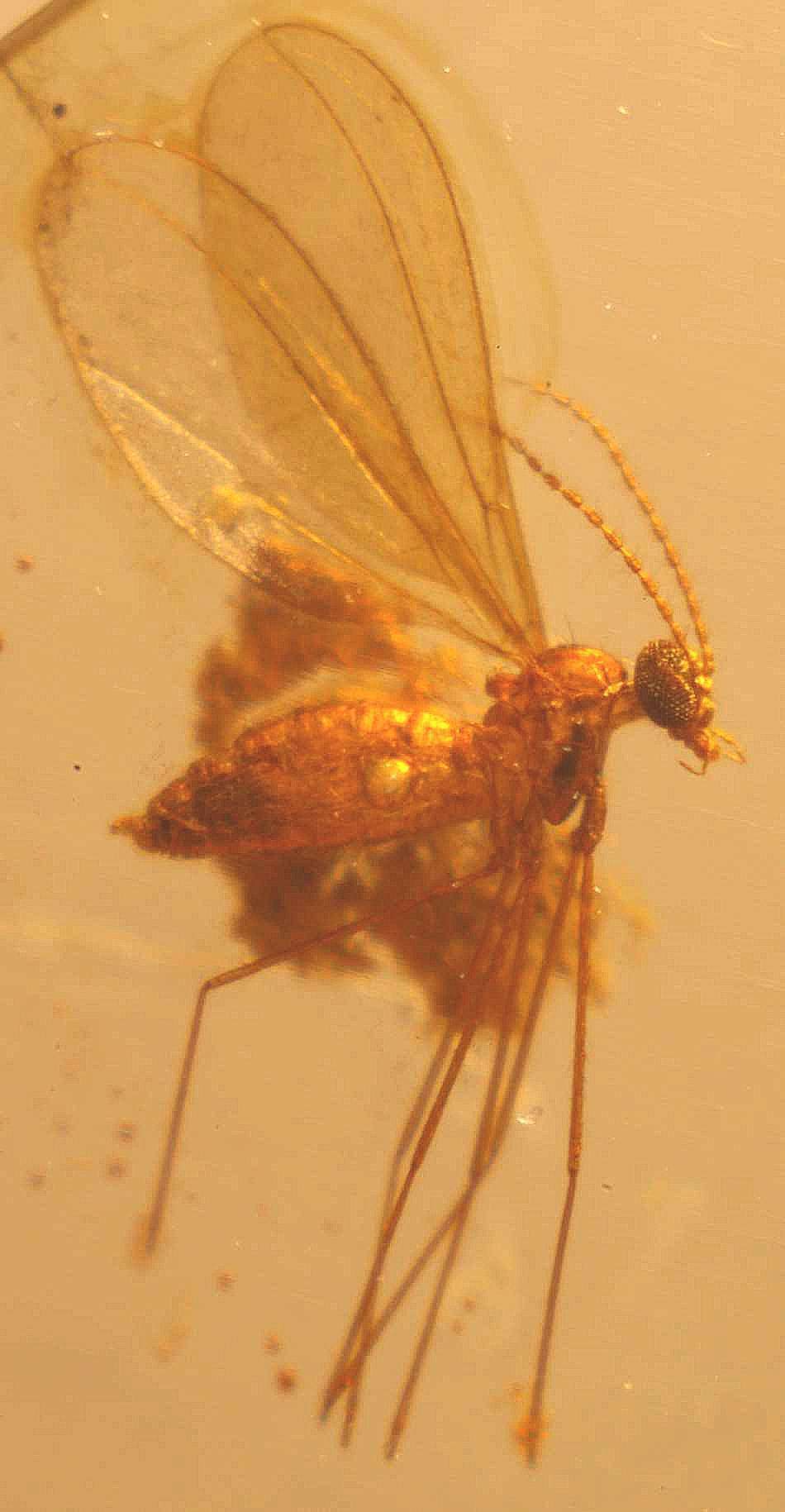 Fossil plant in amber