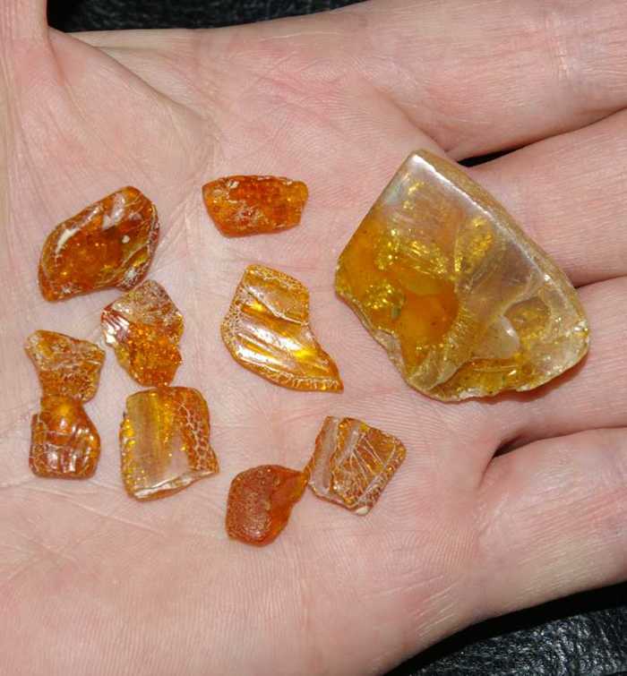fossil insects in baltic amber